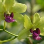Dendrobium Burana Green Flash (3.5” pot)