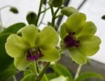 Dendrobium Burana Green Star Jumbo (3.5” pot) - Image 2