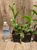 Dendrobium Burana Green Star Jumbo (3.5” pot) - Image 5