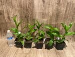 Dendrobium Burana Green Star Jumbo (3.5” pot) - Image 4