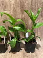 Dendrobium Burana Green Star Jumbo (3.5” pot) - Image 8