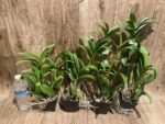 Dendrobium Red Dawn (3.5” pot) - Image 2