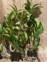 Dendrobium Red Dawn (3.5” pot) - Image 5