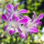 Dendrobium Caesar 4N (3.5” pot) - Image 3