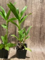 Dendrobium Caesar 4N (3.5” pot) - Image 8