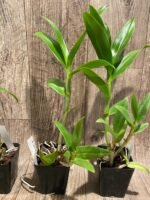 Dendrobium Caesar 4N (3.5” pot) - Image 7
