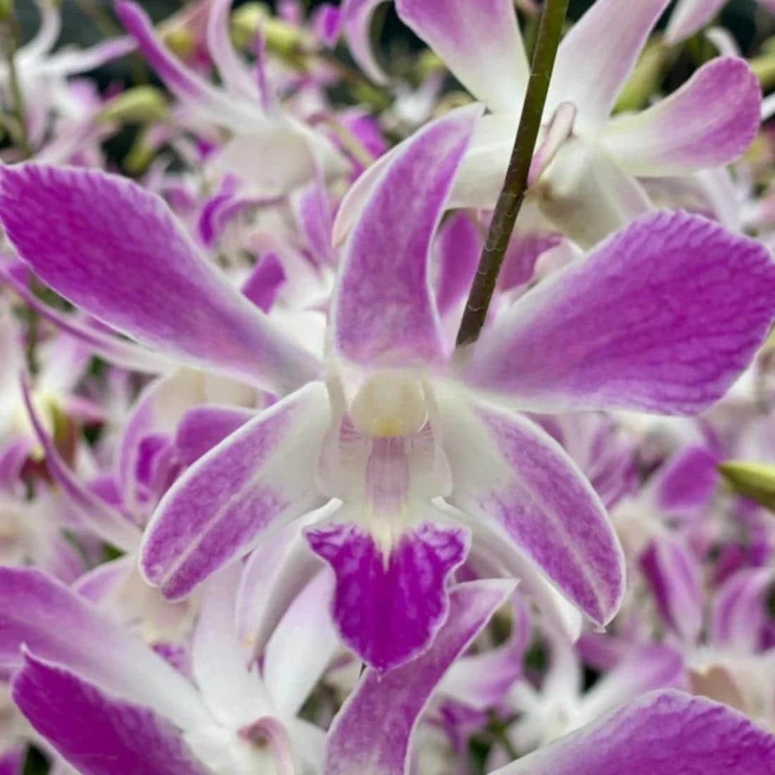 il_fullxfull.8702811423_o3kk.jpg Dendrobium Caesar 4N (3.5” pot) - Image 1