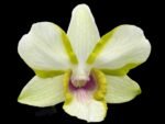 Dendrobium Dragon Jade (3.5” pot) - Image 2