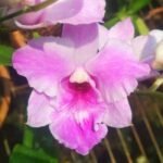 Dendrobium Pink Dragon Surprise Color (3.5” pot)