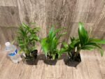 Dendrobium Pink Dragon Surprise Color (3.5” pot) - Image 10