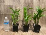 Dendrobium Pink Dragon Surprise Color (3.5” pot) - Image 6