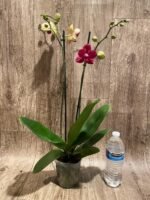 Double Spikes Phalaenopsis I-Hsin Red Magpie  (4.5" pot) - Image 5