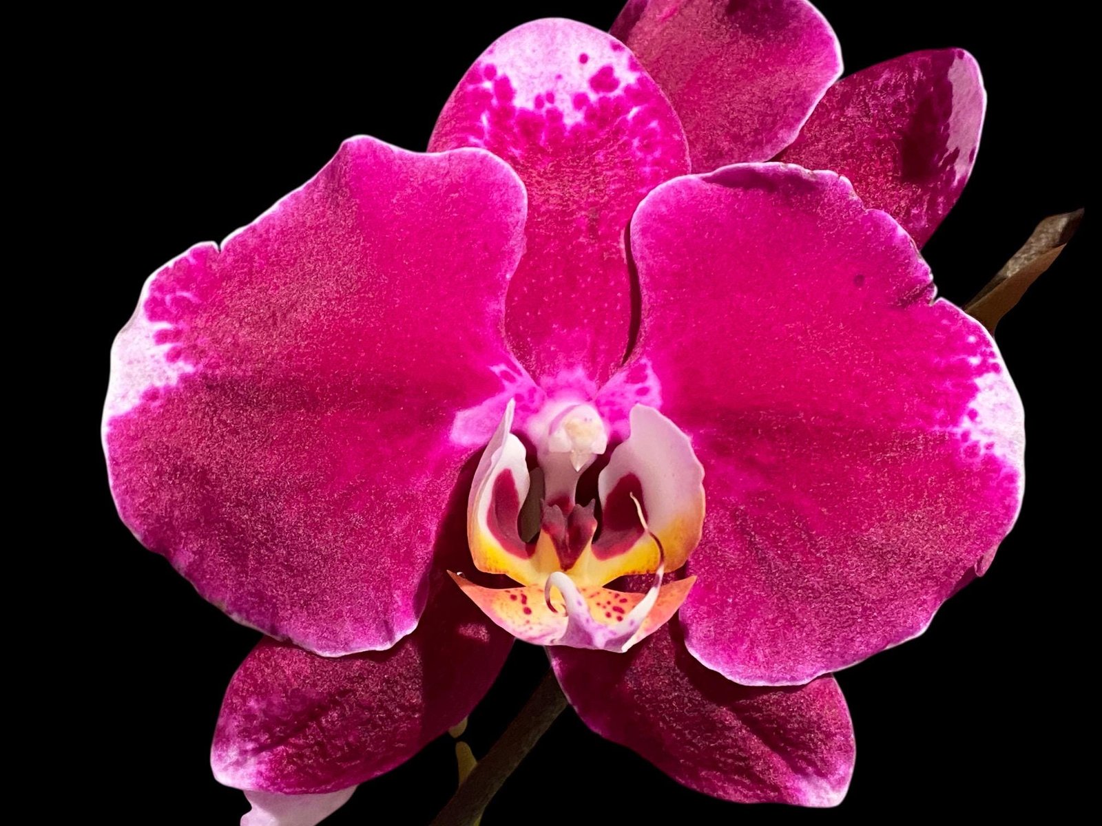 il_fullxfull.8714832474_oaxj.jpg In Spike Phalaenopsis Fuller’s Romantic (4.5" Pot) - Image 1