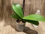 In Spike Phalaenopsis Fuller’s Romantic (4.5" Pot) - Image 9