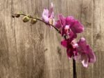 In Spike Phalaenopsis Fuller’s Romantic (4.5" Pot) - Image 6