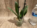 Fragrant Double Spikes Phalaenopsis Long Pride Leah 2335 (3" pot) - Image 9