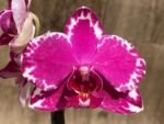 In Spike Phalaenopsis Yu Pin Burgundy (3" pot) - Image 4