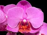 In Spike Phalaenopsis Younghome Coral Orange (3" pot)