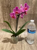 In Spike Phalaenopsis Younghome Coral Orange (3" pot) - Image 5