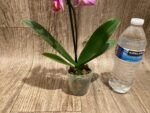 In Spike Phalaenopsis Younghome Coral Orange (3" pot) - Image 8