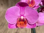 In Spike Phalaenopsis Younghome Coral Orange (3" pot) - Image 4