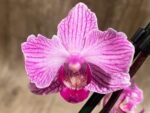 In Spikes Phalaenopsis Sogo Vivian ‘Special Petals’ (3" pot) - Image 4