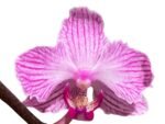 In Spikes Phalaenopsis Sogo Vivian ‘Special Petals’ (3" pot) - Image 2