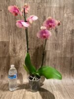 Double Spikes Phalaenopsis Baby Dynamite (4.5" pot) - Image 8