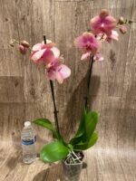 Double Spikes Phalaenopsis Baby Dynamite (4.5" pot) - Image 9
