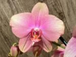Double Spikes Phalaenopsis Baby Dynamite (4.5" pot) - Image 4