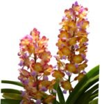 Rhynchorides Bangkok Sunset 'M' (Vandachostylis Thai Noi × Aerides houlletiana) (3.5” pot) - Image 2