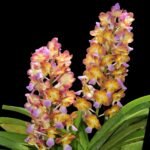 Rhynchorides Bangkok Sunset 'M' (Vandachostylis Thai Noi × Aerides houlletiana) (3.5” pot)