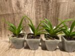Rhynchorides Bangkok Sunset 'M' (Vandachostylis Thai Noi × Aerides houlletiana) (3.5” pot) - Image 7