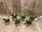 Rhynchorides Bangkok Sunset 'M' (Vandachostylis Thai Noi × Aerides houlletiana) (3.5” pot) - Image 6