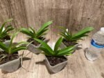 Rhynchorides Bangkok Sunset 'M' (Vandachostylis Thai Noi × Aerides houlletiana) (3.5” pot) - Image 3