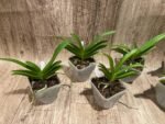 Rhynchorides Bangkok Sunset 'M' (Vandachostylis Thai Noi × Aerides houlletiana) (3.5” pot) - Image 4