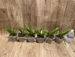 Rhynchorides Bangkok Sunset 'M' (Vandachostylis Thai Noi × Aerides houlletiana) (3.5” pot) - Image 10