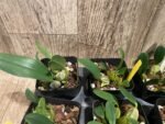 Fragrant - Dendrobium aggregatum (syn. lindleyi) (3.5” pot) - Image 2