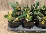 Fragrant - Dendrobium aggregatum (syn. lindleyi) (3.5” pot) - Image 6