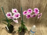 Dendrobium Yaya (3.5” pot) - Image 4