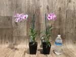 Dendrobium Yaya (3.5” pot) - Image 5