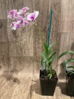 Dendrobium Yaya (3.5” pot) - Image 7