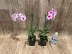 Dendrobium Yaya (3.5” pot) - Image 6