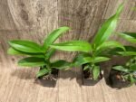 Dendrobium Apichart Rainbow (3.5” pot) - Image 5
