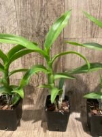 Dendrobium Apichart Rainbow (3.5” pot) - Image 8