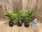 Dendrobium Apichart Rainbow (3.5” pot) - Image 4