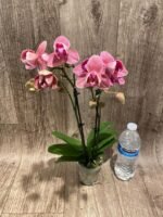 Double Spikes Phalaenopsis I-Hsin Fantasist ‘Peloric’ (3" pot) - Image 8