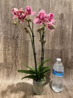 Double Spikes Phalaenopsis I-Hsin Fantasist ‘Peloric’ (3" pot) - Image 7