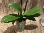 Double Spikes Phalaenopsis I-Hsin Fantasist ‘Peloric’ (3" pot) - Image 9