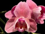 Double Spikes Phalaenopsis I-Hsin Fantasist ‘Peloric’ (3" pot)